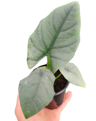 4" Alocasia Reginae Dark Miri